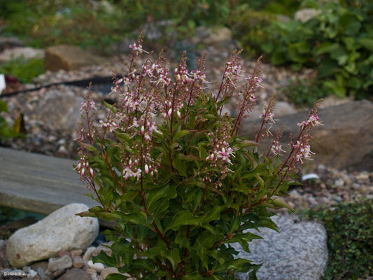 Tripeteleia paniculata (syn: Elliotia paniculata) - Herrenkamper Gärten - Pflanzenraritäten