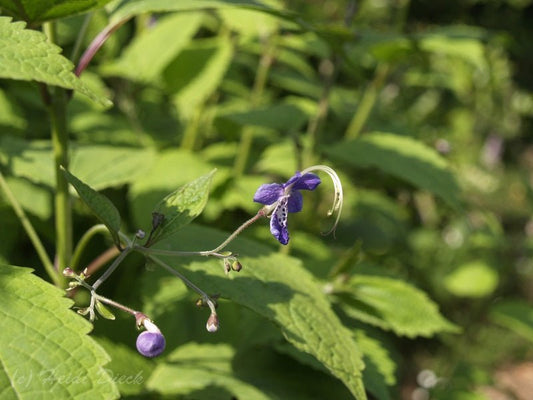 Tripora divaricata (syn.Caryopteris) - Herrenkamper Gärten - Pflanzenraritäten