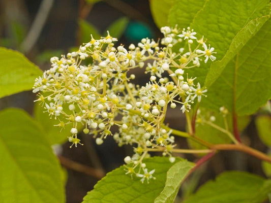 Tripterygium wilfordii (syn. regelii) - Herrenkamper Gärten - Pflanzenraritäten