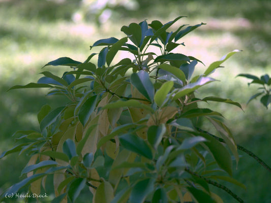 Trochodendron aralioides - Herrenkamper Gärten - Pflanzenraritäten