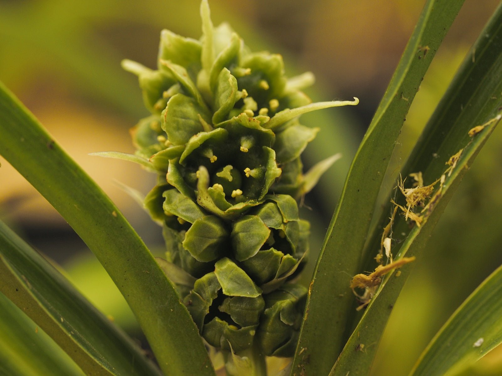 Tupistra wattii (Rohdea) - Herrenkamper Gärten - Pflanzenraritäten