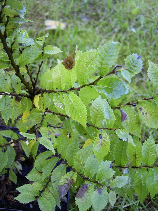 Ulmus elegantissima (x) 'Jaqueline Hillier' - Herrenkamper Gärten - Pflanzenraritäten