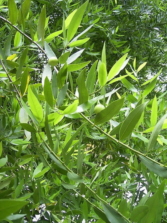 Umbellularia californica - Herrenkamper Gärten - Pflanzenraritäten