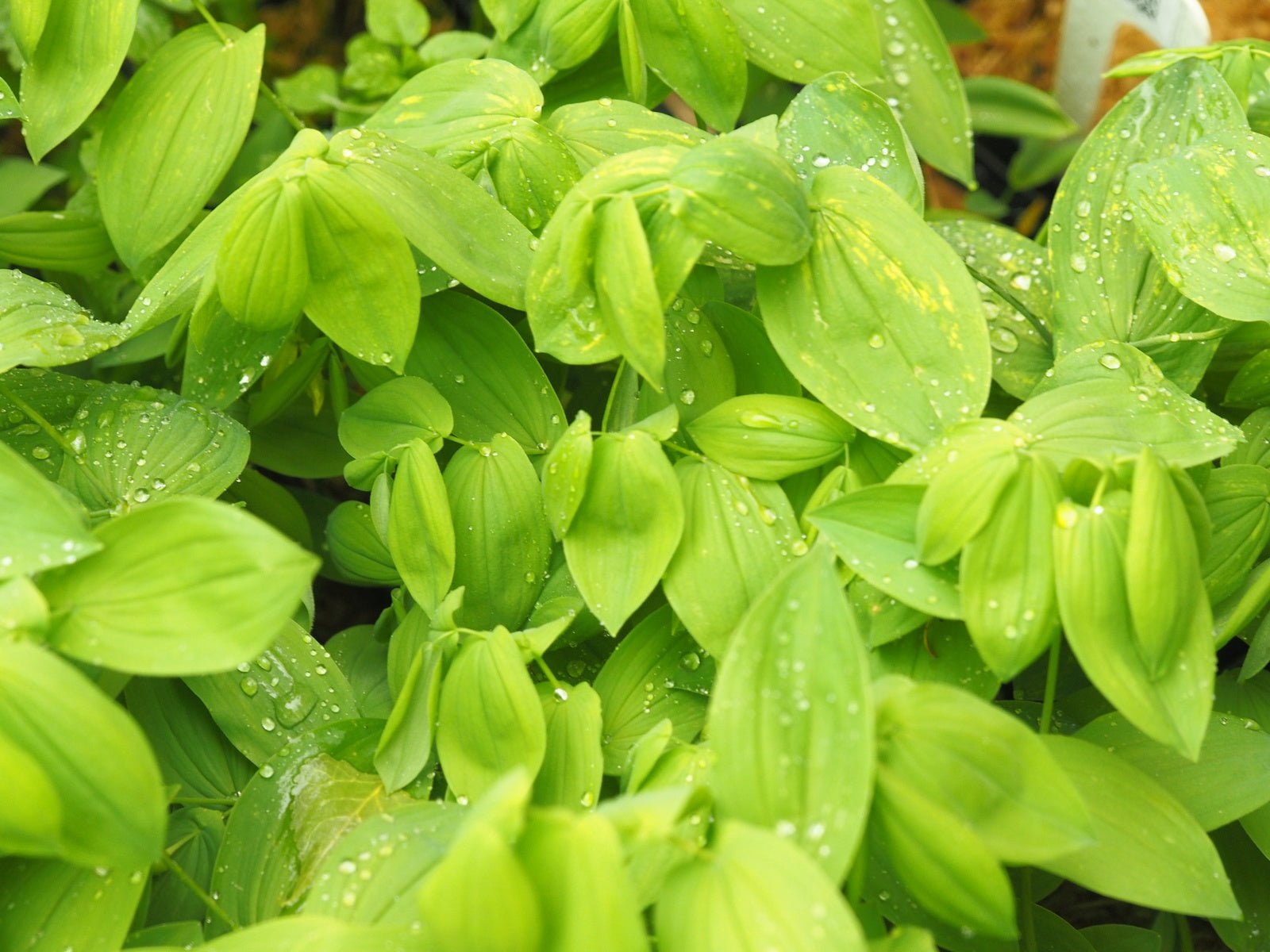 Uvularia grandiflora var. pallida - Herrenkamper Gärten - Pflanzenraritäten