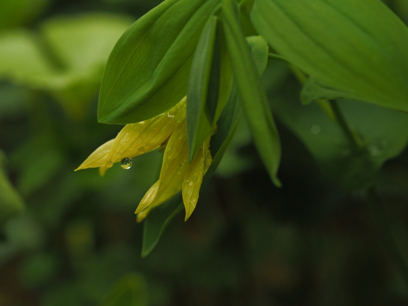 Uvularia grandiflora var. pallida - Herrenkamper Gärten - Pflanzenraritäten