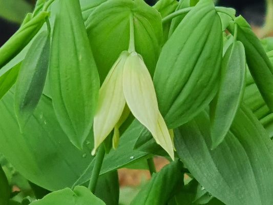 Uvularia grandiflora var. pallida - Herrenkamper Gärten - Pflanzenraritäten