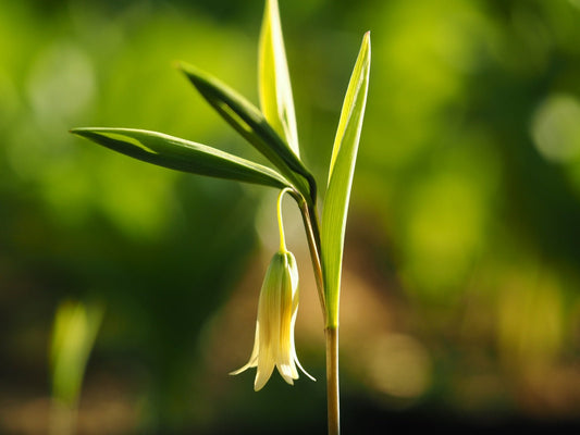 Uvularia sessilifolia - Herrenkamper Gärten - Pflanzenraritäten