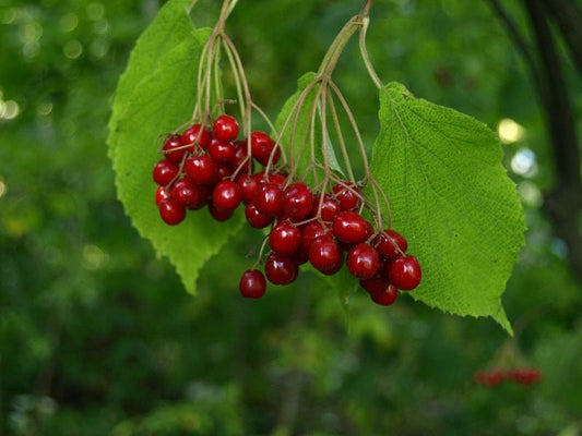 Viburnum betulifolium - Herrenkamper Gärten - Pflanzenraritäten