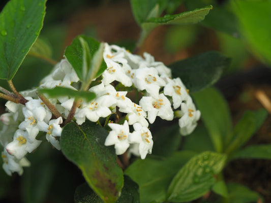 Viburnum burkwoodii 'Anne Russell' - Herrenkamper Gärten - Pflanzenraritäten