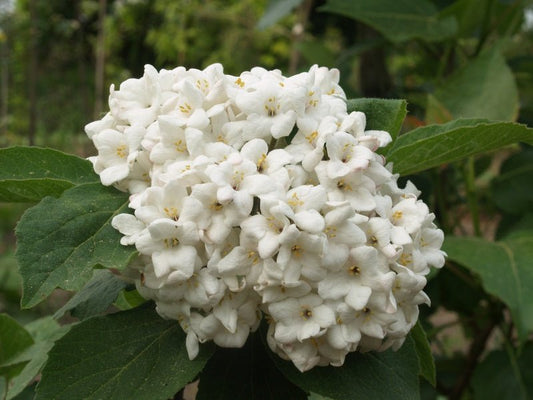 Viburnum carcephalum - Herrenkamper Gärten - Pflanzenraritäten