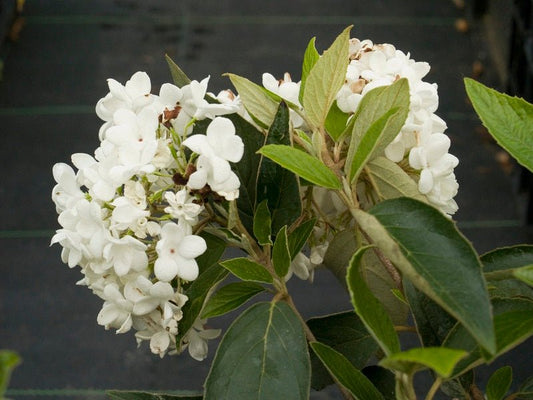 Viburnum hybr.'Eskimo' - Herrenkamper Gärten - Pflanzenraritäten