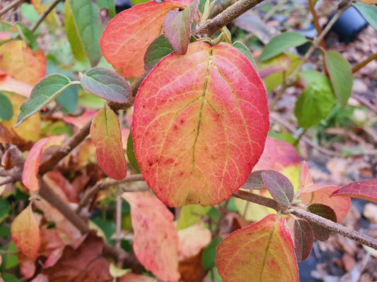 Viburnum macrocephalum 'Fortune' - Herrenkamper Gärten - Pflanzenraritäten