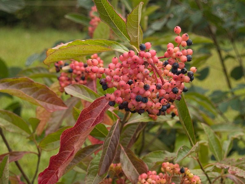 Viburnum nudum - Herrenkamper Gärten - Pflanzenraritäten