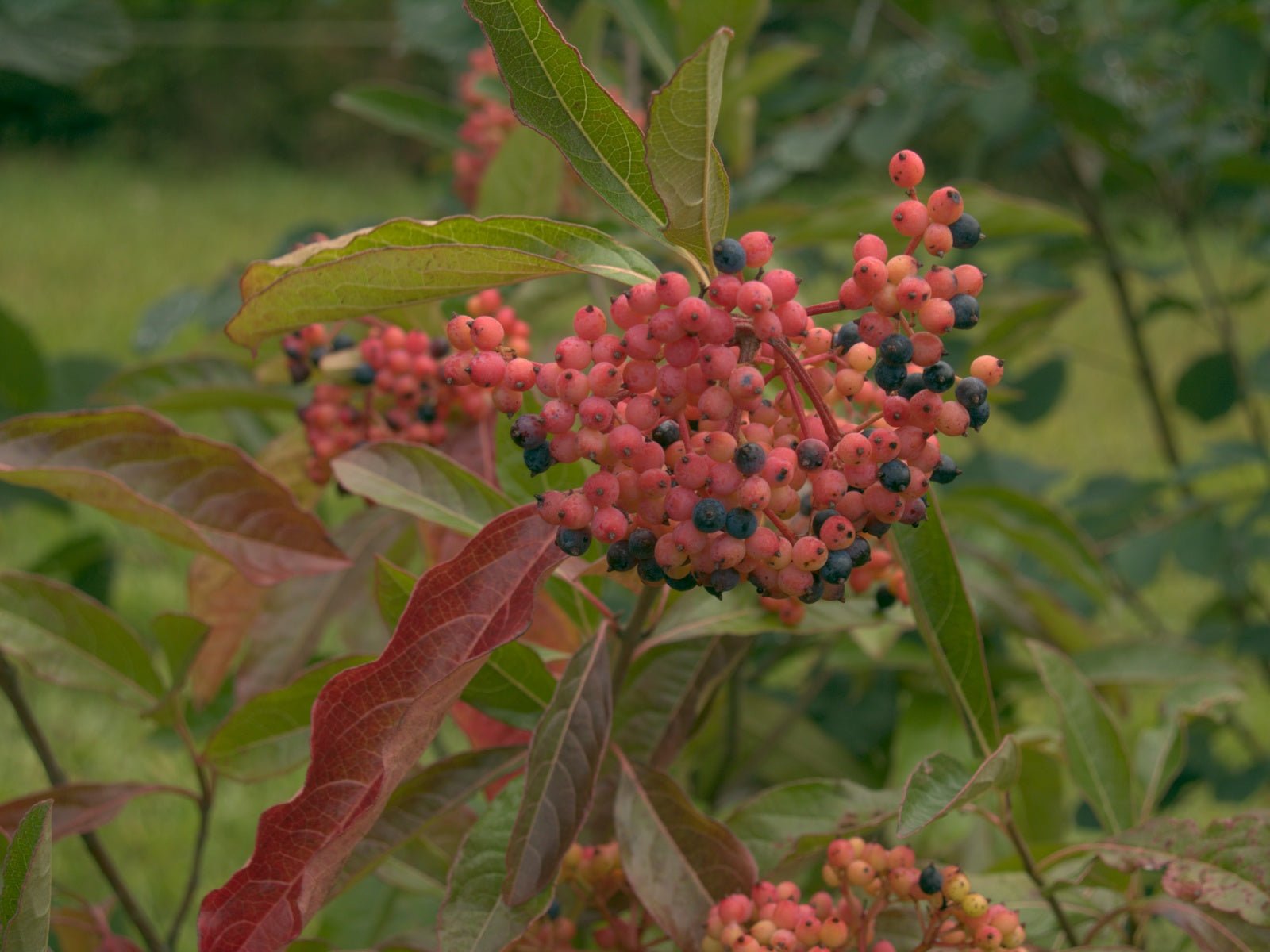 Viburnum nudum 'Pink Beauty' - Herrenkamper Gärten - Pflanzenraritäten