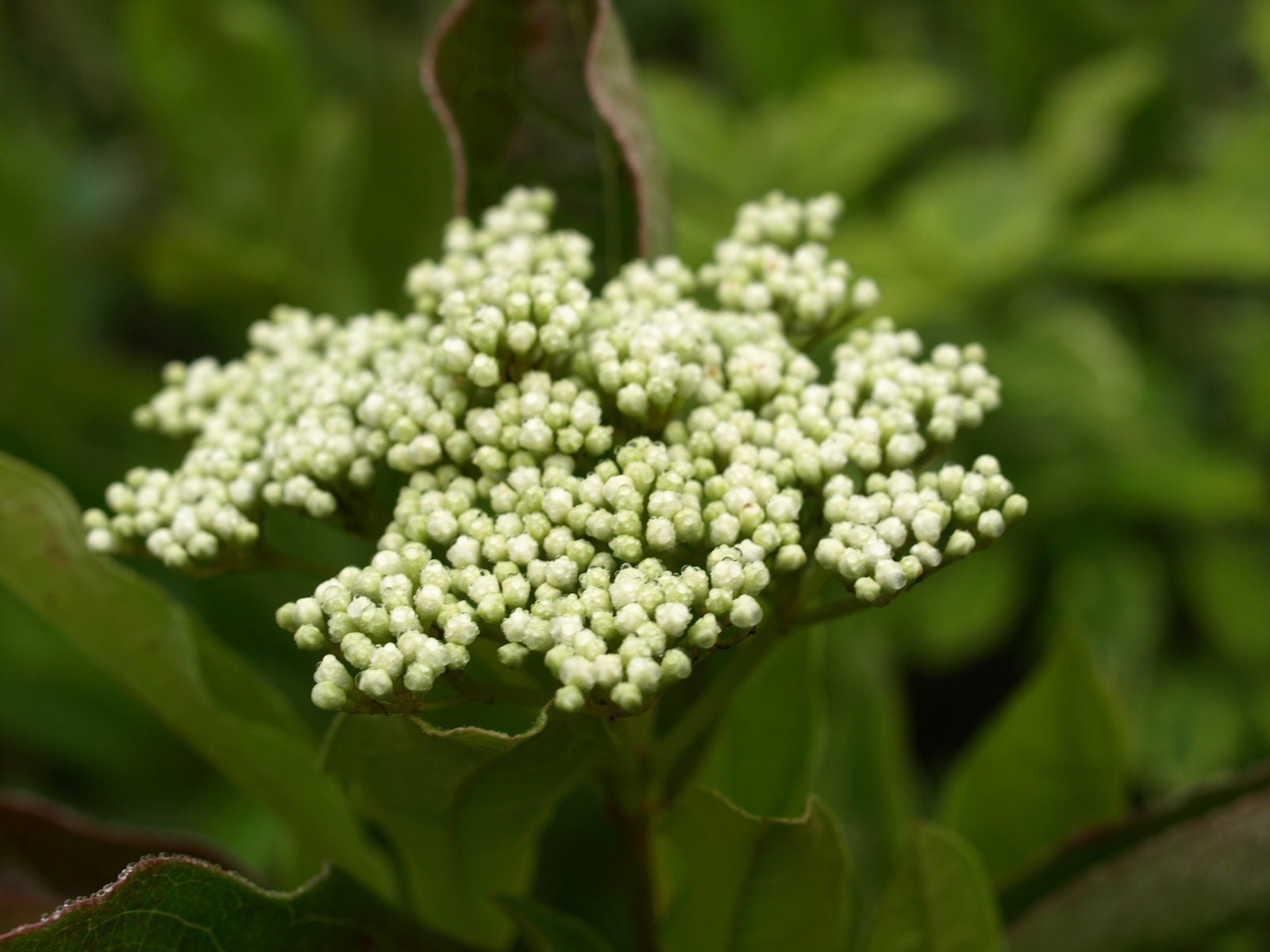 Viburnum nudum 'Pink Beauty' - Herrenkamper Gärten - Pflanzenraritäten