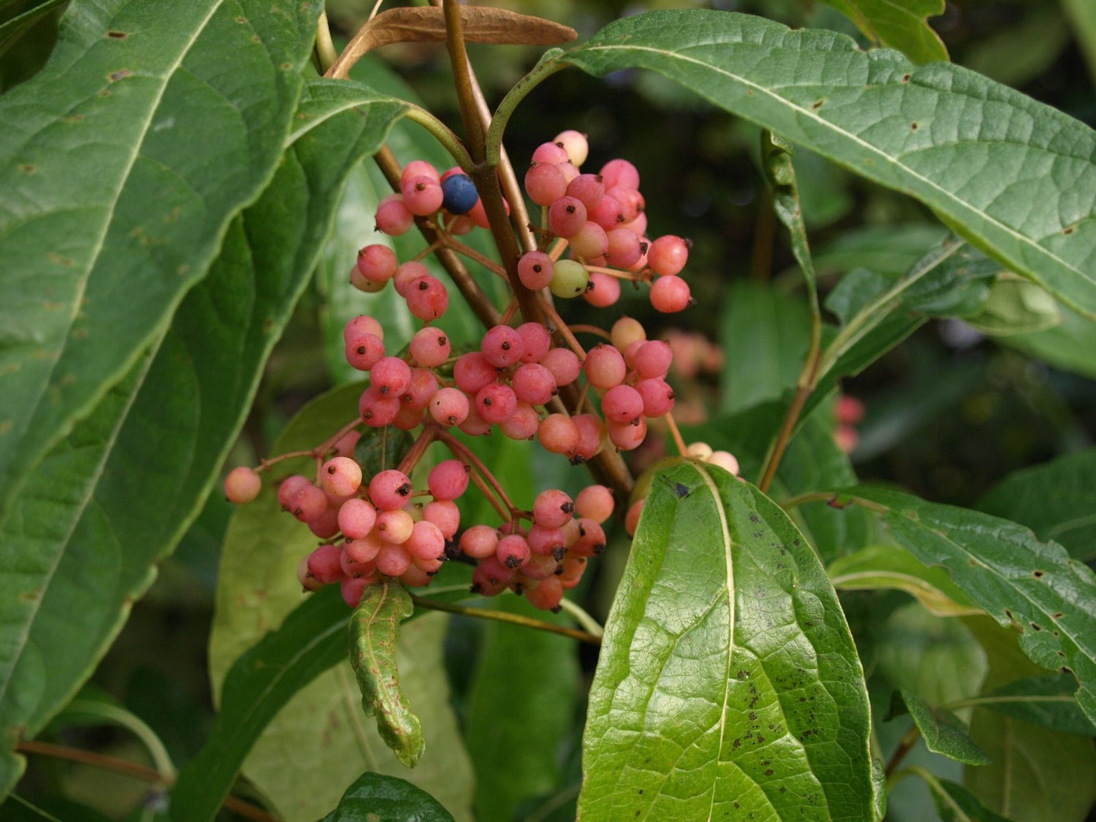 Viburnum nudum 'Pink Beauty' - Herrenkamper Gärten - Pflanzenraritäten