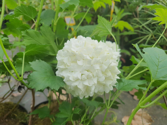 Viburnum opulus 'Roseum' - Herrenkamper Gärten - Pflanzenraritäten