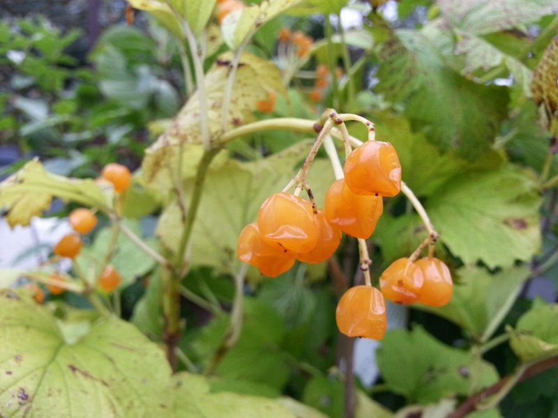 Viburnum opulus 'Xanthocarpa' - Herrenkamper Gärten - Pflanzenraritäten