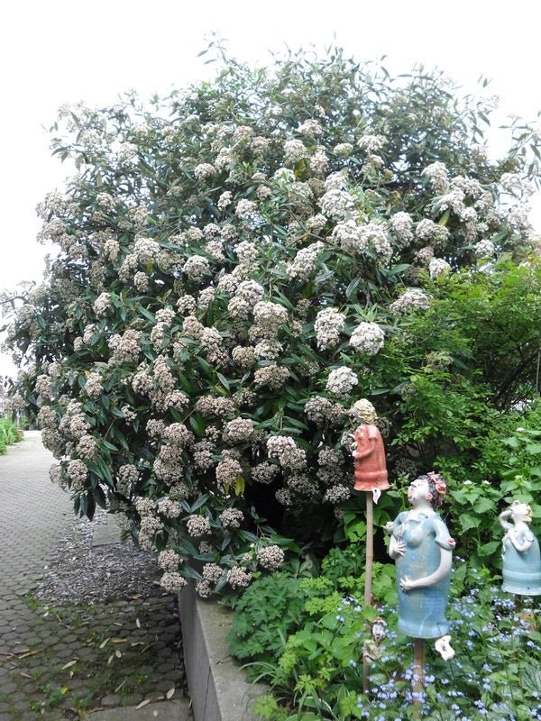 Viburnum pragense (x) - Herrenkamper Gärten - Pflanzenraritäten