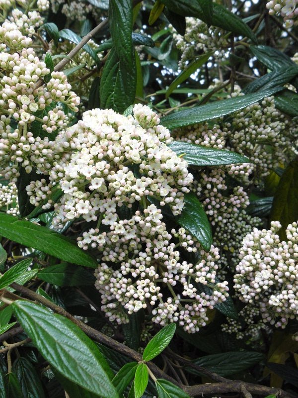 Viburnum pragense (x) - Herrenkamper Gärten - Pflanzenraritäten