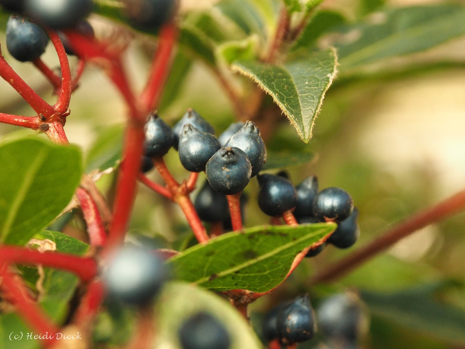 Viburnum propinquum - Herrenkamper Gärten - Pflanzenraritäten