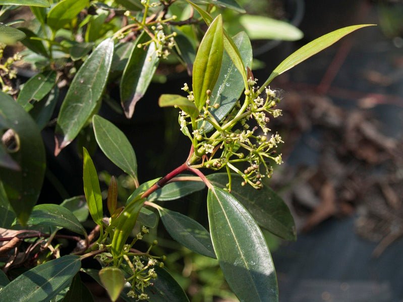 Viburnum propinquum - Herrenkamper Gärten - Pflanzenraritäten