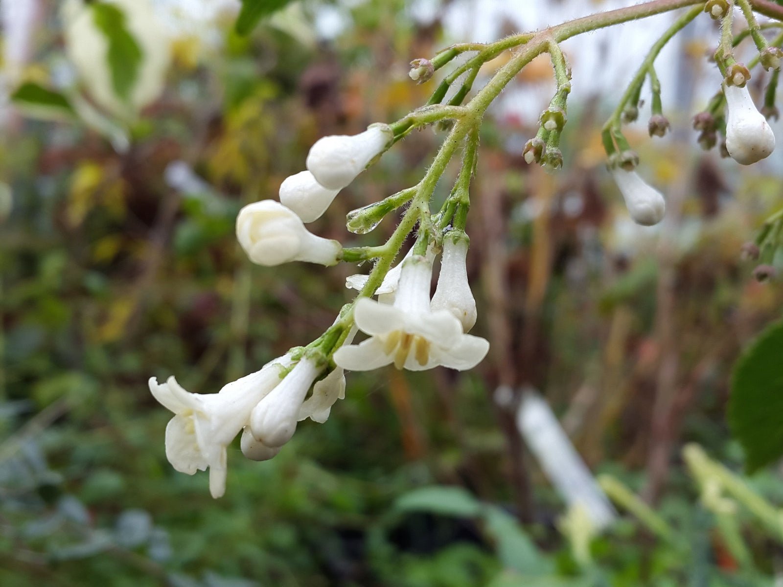 Viburnum subalpinum - Herrenkamper Gärten - Pflanzenraritäten