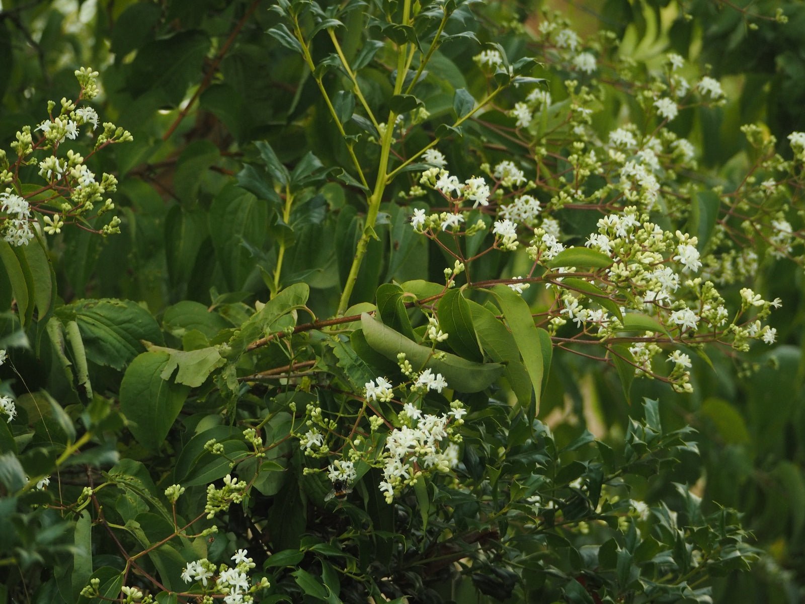 Viburnum tinus 'French White' - Herrenkamper Gärten - Pflanzenraritäten