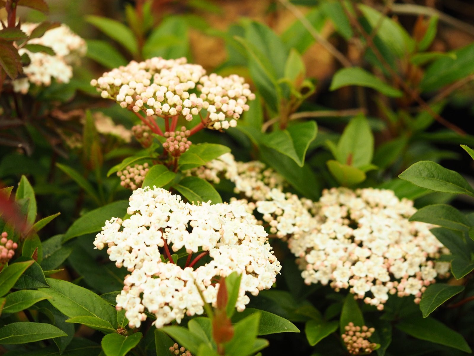 Viburnum tinus 'French White' - Herrenkamper Gärten - Pflanzenraritäten