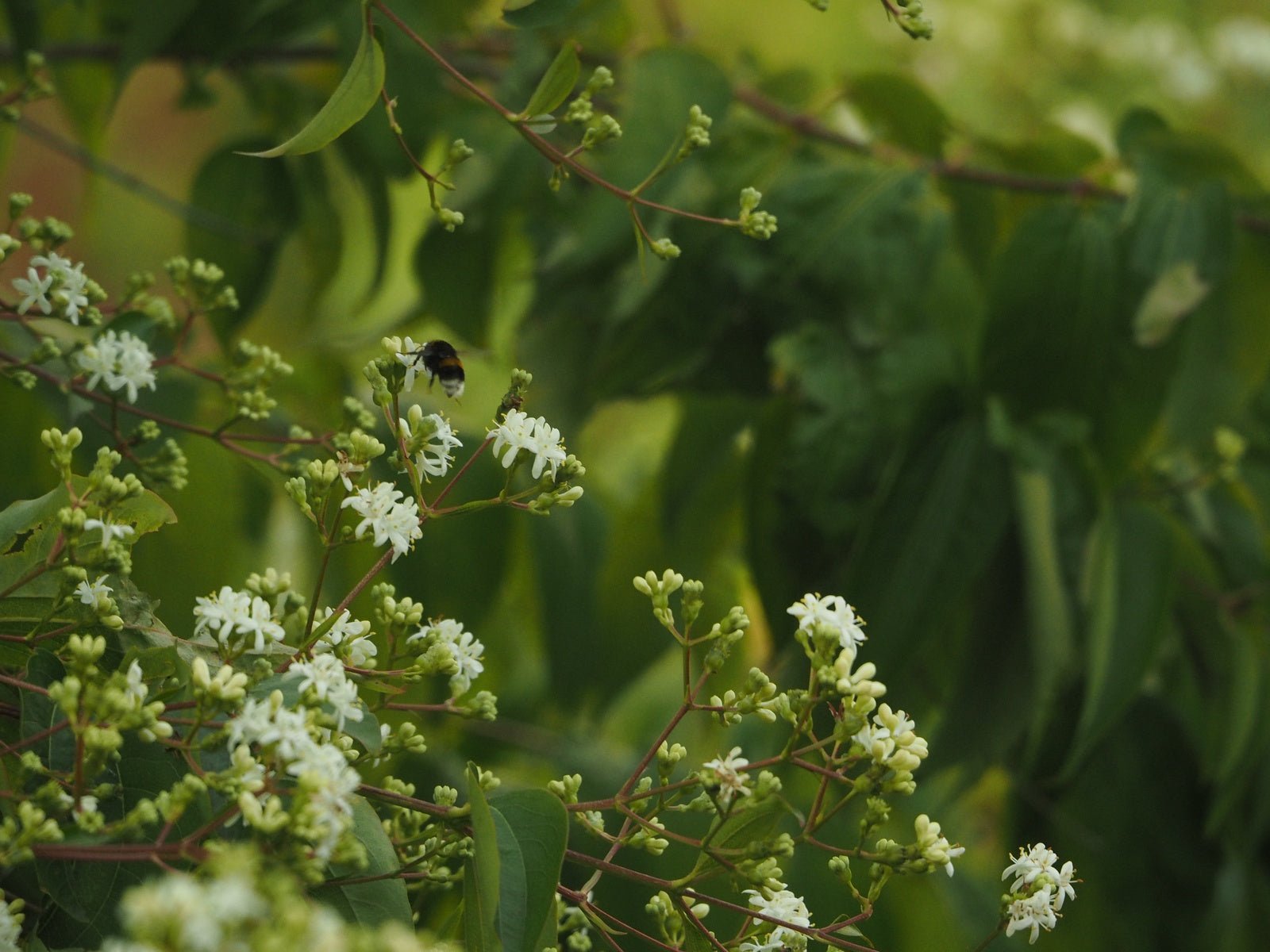 Viburnum tinus 'French White' - Herrenkamper Gärten - Pflanzenraritäten