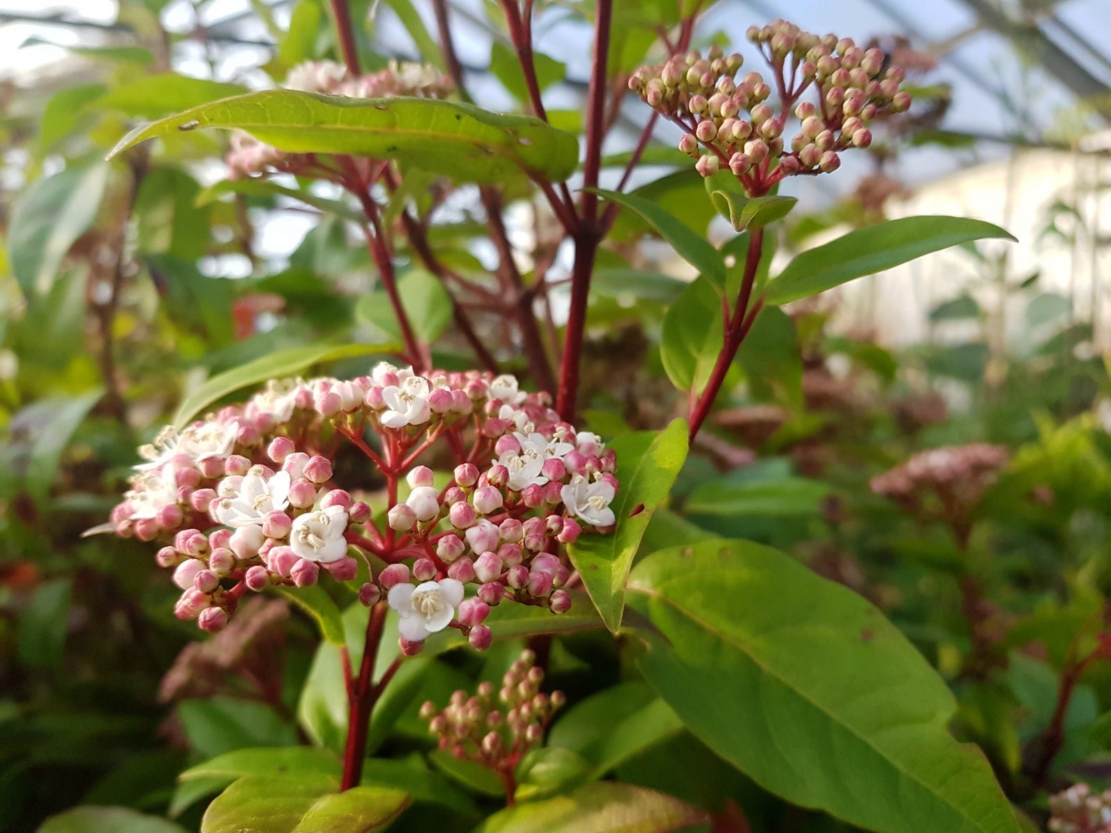 Viburnum tinus 'French White' - Herrenkamper Gärten - Pflanzenraritäten