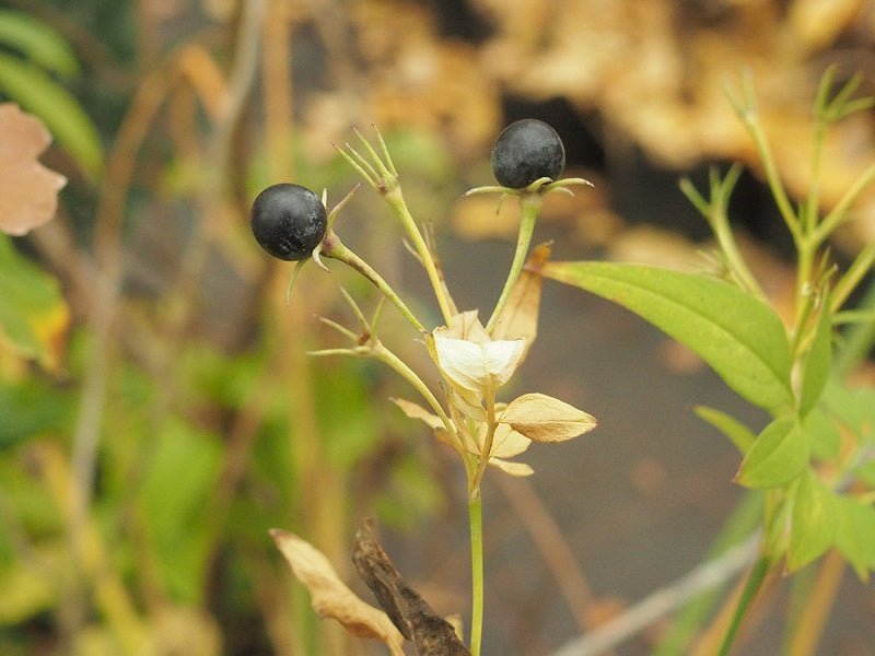 Vincetoxicum scandens - Herrenkamper Gärten - Pflanzenraritäten