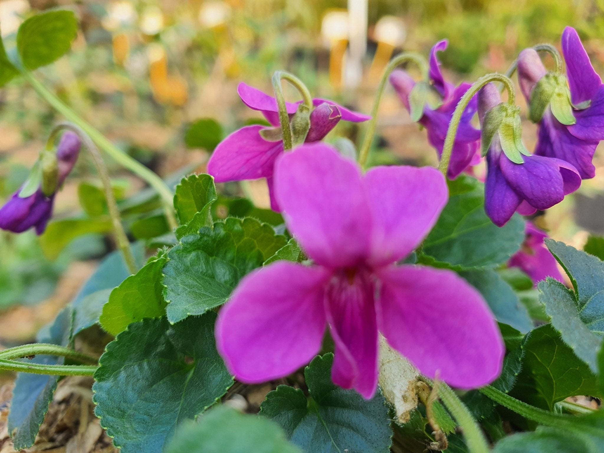 Viola odorata forma rubra - Herrenkamper Gärten - Pflanzenraritäten