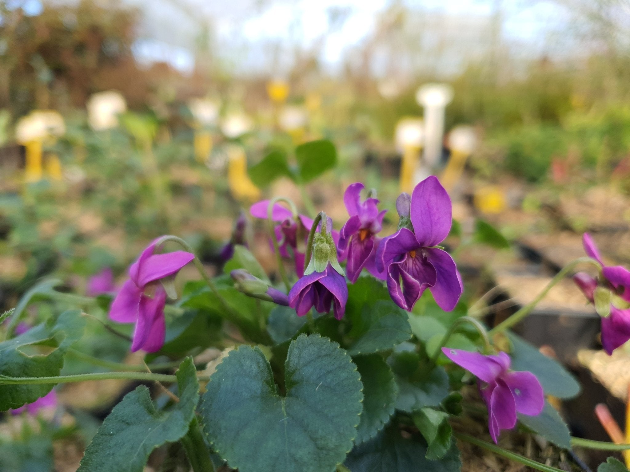 Viola odorata forma rubra - Herrenkamper Gärten - Pflanzenraritäten