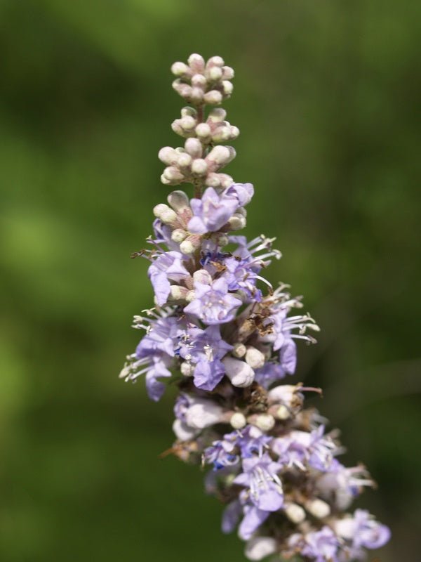 Vitex agnus - castus - Herrenkamper Gärten - Pflanzenraritäten