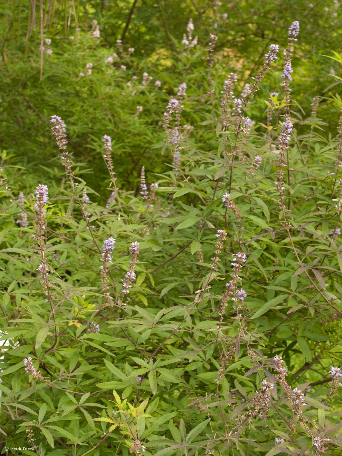 Vitex agnus - castus - Herrenkamper Gärten - Pflanzenraritäten