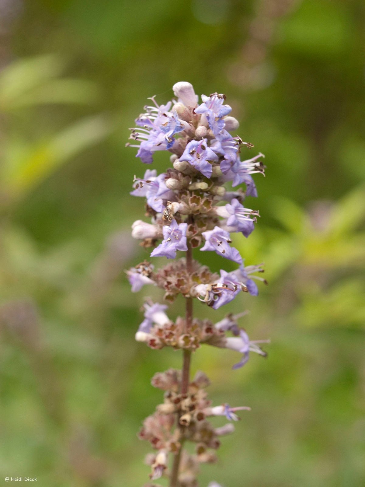 Vitex agnus - castus - Herrenkamper Gärten - Pflanzenraritäten