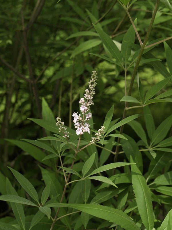 Vitex agnus - castus - Herrenkamper Gärten - Pflanzenraritäten