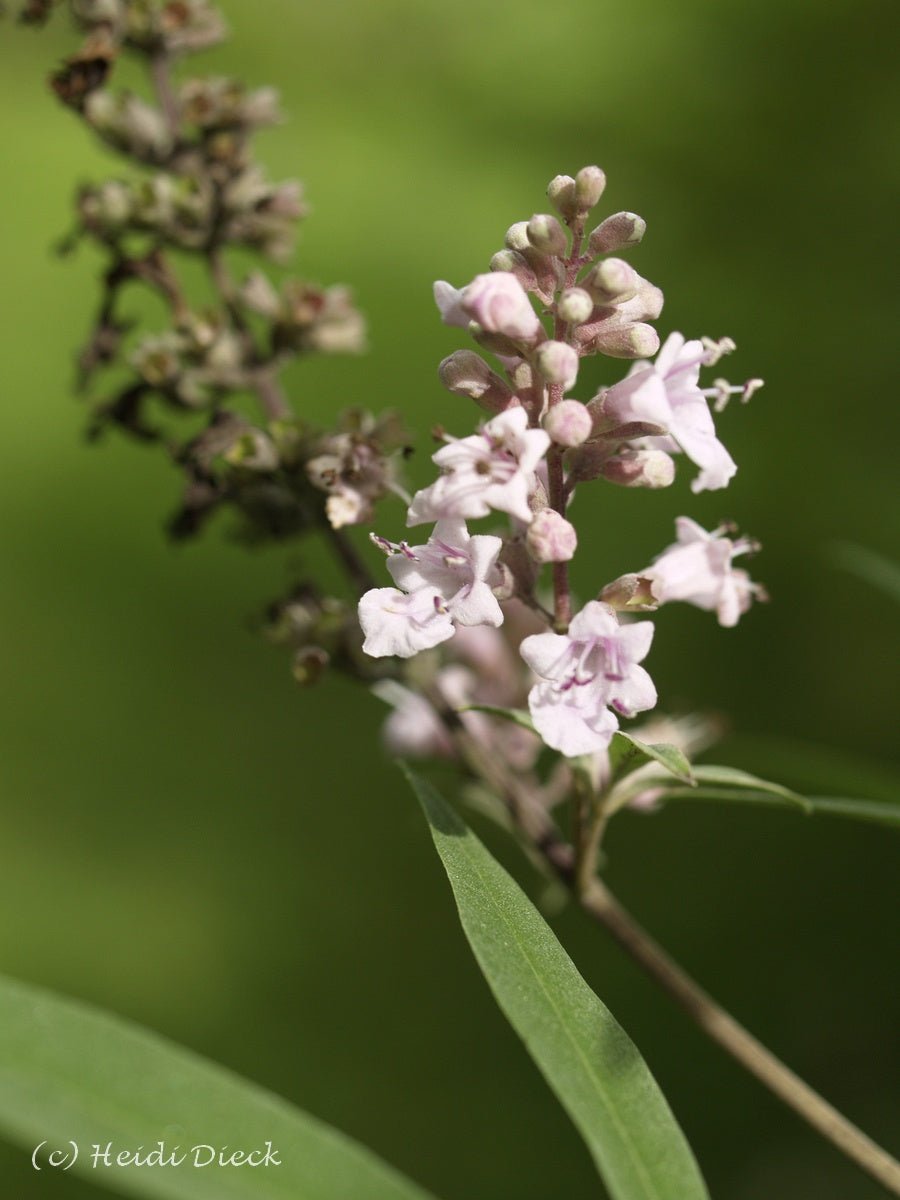 Vitex agnus - castus 'Albus' - Herrenkamper Gärten - Pflanzenraritäten