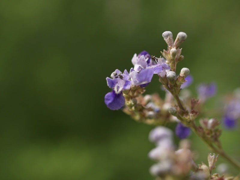 Vitex negundo - Herrenkamper Gärten - Pflanzenraritäten