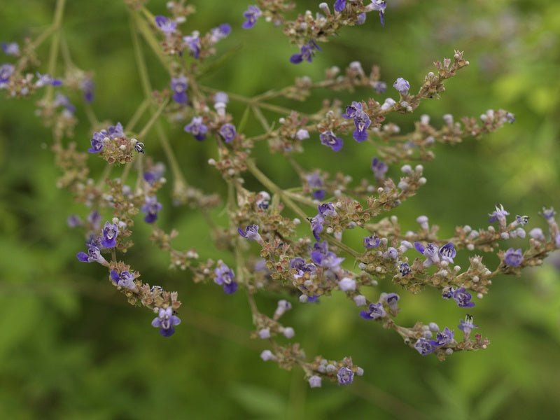 Vitex negundo - Herrenkamper Gärten - Pflanzenraritäten