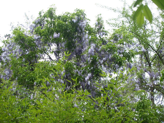 Wisteria sinensis - Herrenkamper Gärten - Pflanzenraritäten