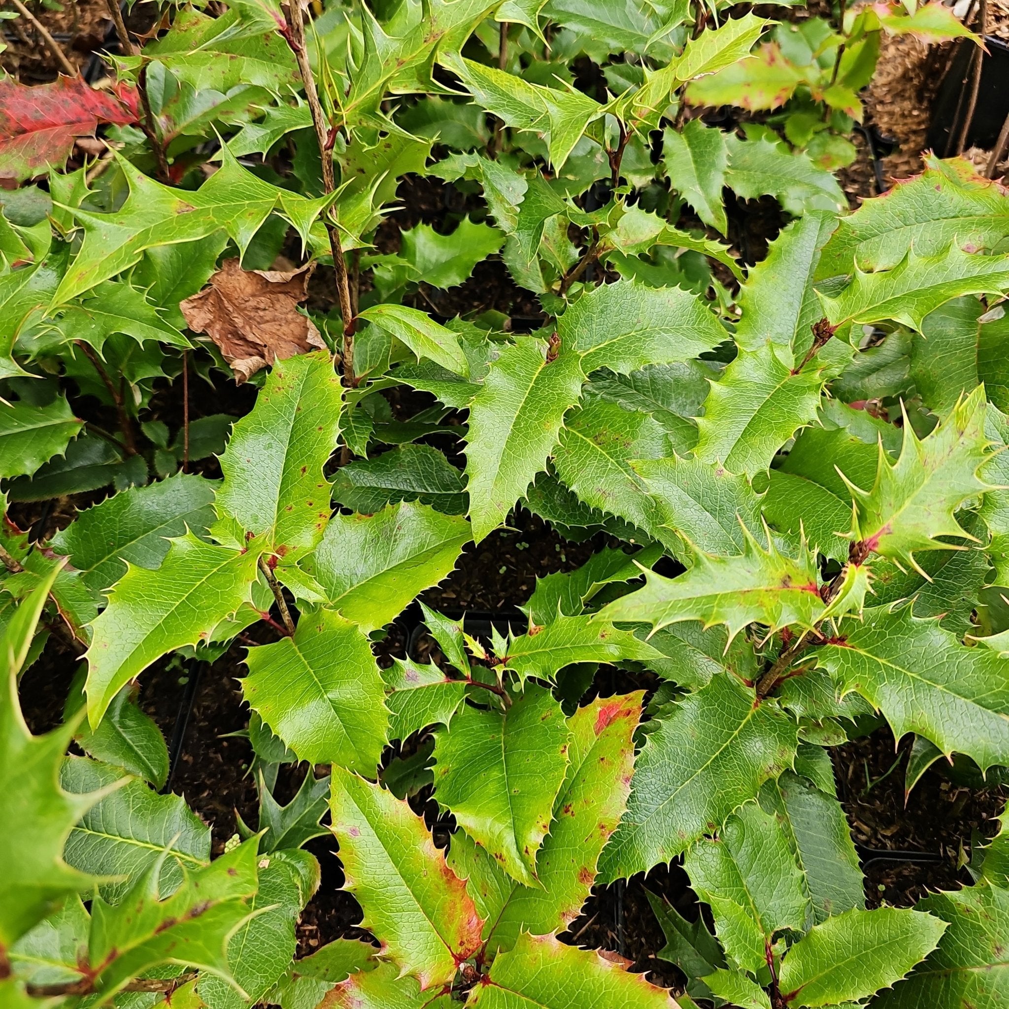 x Mahoberberis aquisargentii, syn. Berberis x aquisargentii - Herrenkamper Gärten - Pflanzenraritäten