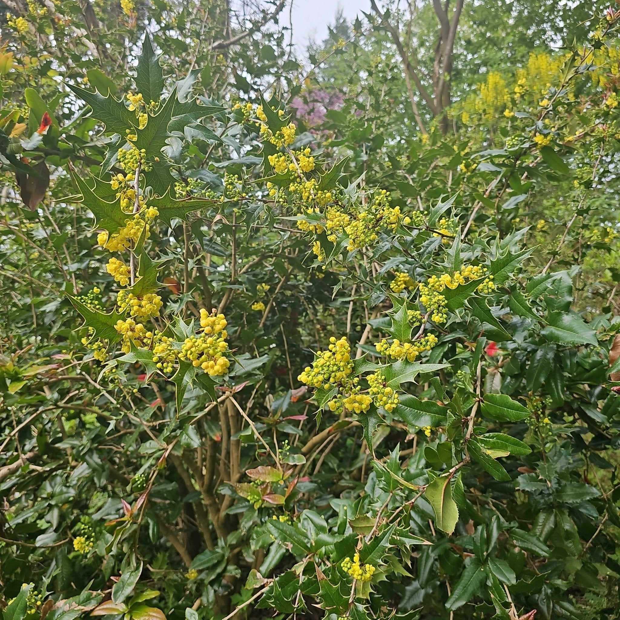 x Mahoberberis aquisargentii, syn. Berberis x aquisargentii - Herrenkamper Gärten - Pflanzenraritäten