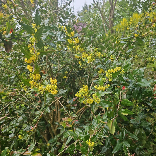 x Mahoberberis aquisargentii, syn. Berberis x aquisargentii - Herrenkamper Gärten - Pflanzenraritäten