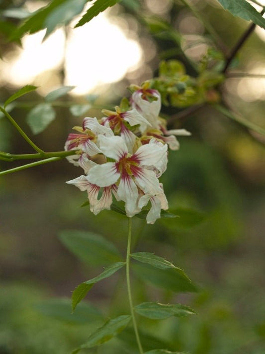 Xanthoceras sorbifolium - Herrenkamper Gärten - Pflanzenraritäten