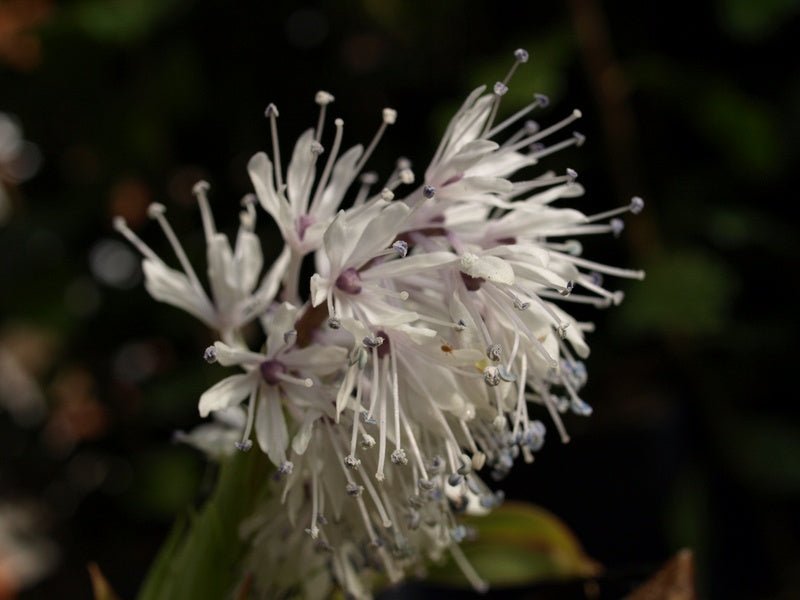 Ypsilandra thibetica - Herrenkamper Gärten - Pflanzenraritäten