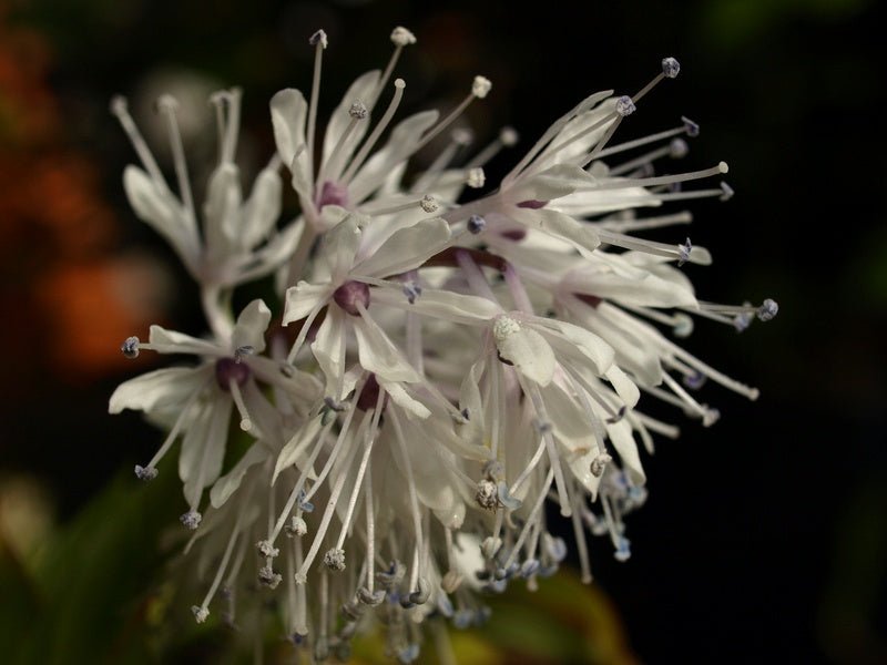 Ypsilandra thibetica - Herrenkamper Gärten - Pflanzenraritäten