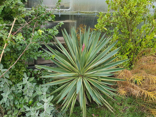 Yucca gloriosa 'Variegata' - Herrenkamper Gärten - Pflanzenraritäten