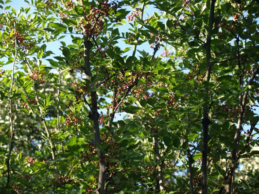 Zanthoxylum simulans - Herrenkamper Gärten - Pflanzenraritäten